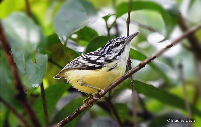 pygmy_antwren