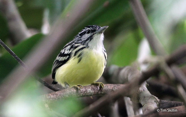pygmy_antwren