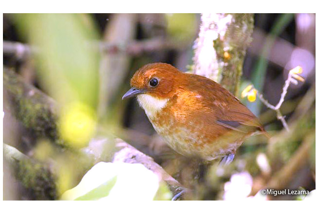 red-and-White_antpitta