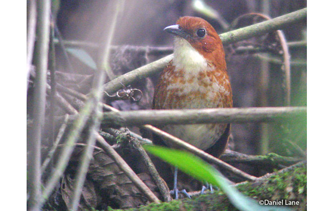 red-and-White_antpitta
