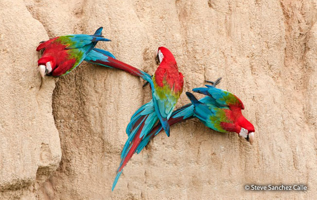 red-and-green-macaw