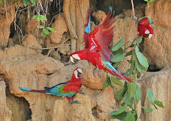 red-and-green-macaw