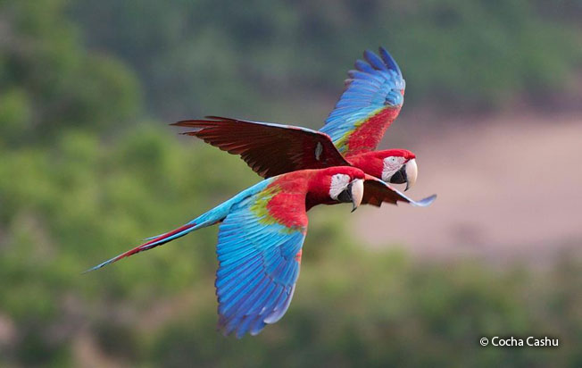 red-and-green-macaw