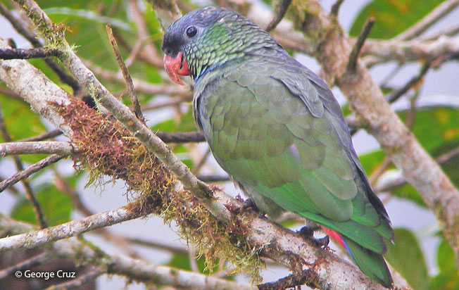 red-billed-parrot
