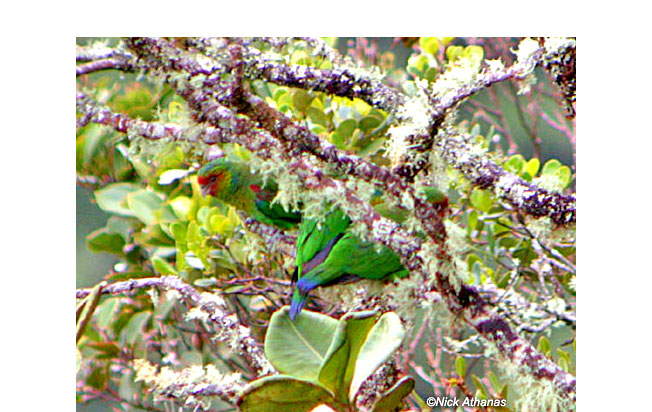 red-faced-parrot