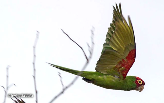 red-masked_parakeet