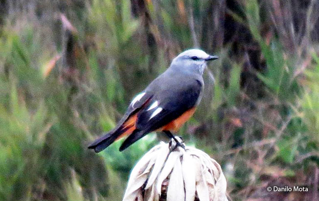 red-rumped_bush-tyrant