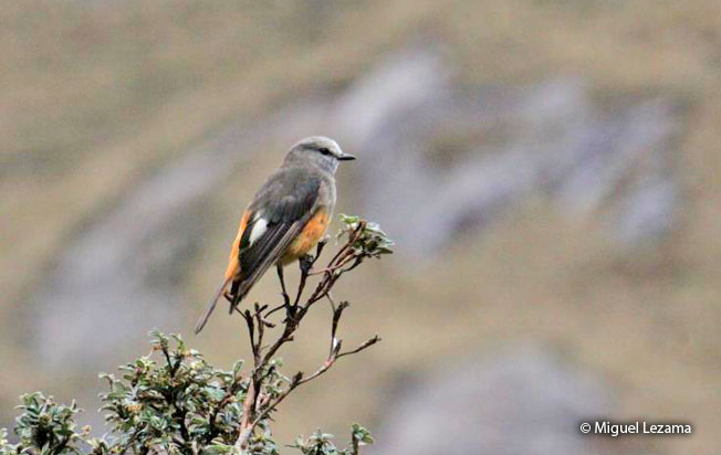 red-rumped_bush-tyrant