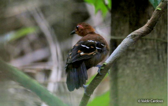 reddish-winged_bare-eye