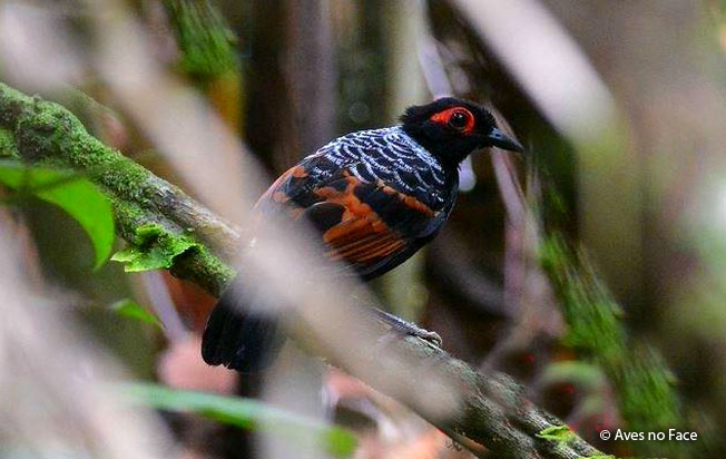 reddish-winged_bare-eye