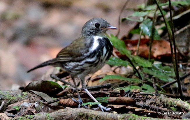 ringed_antpipit
