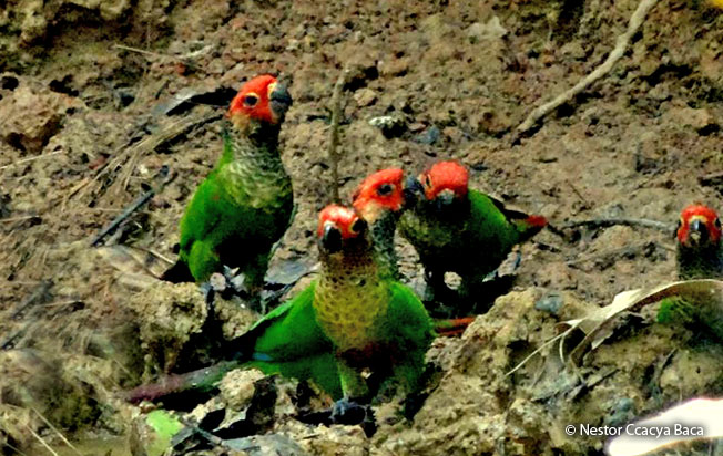 rose-fronted_parakeet