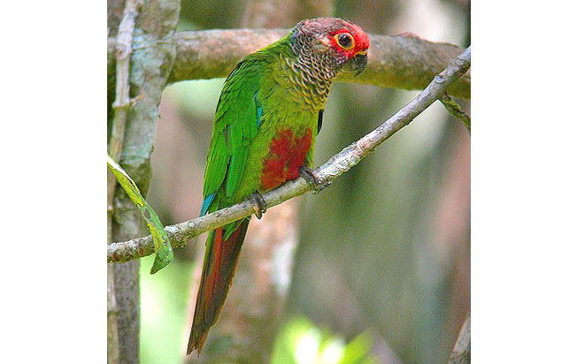 rose-fronted_parakeet