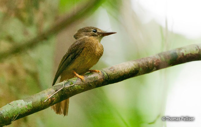 royal_flycatcher
