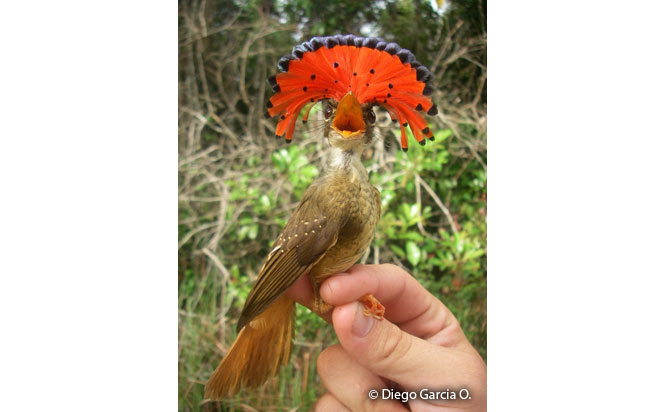 royal_flycatcher