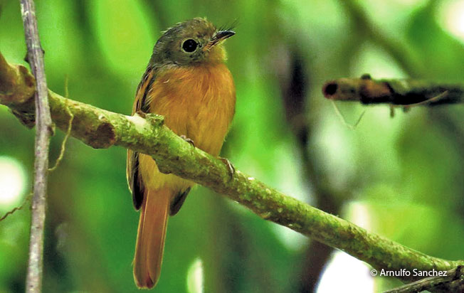 ruddy-tailed_flycatcher