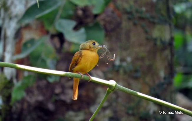 ruddy-tailed_flycatcher