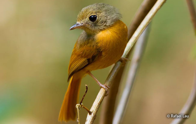 ruddy-tailed_flycatcher