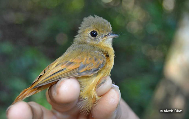 ruddy-tailed_flycatcher