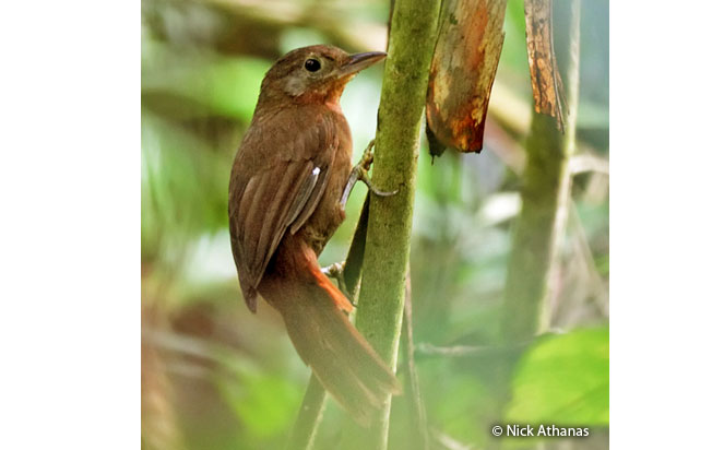 ruddy_foliage-gleaner