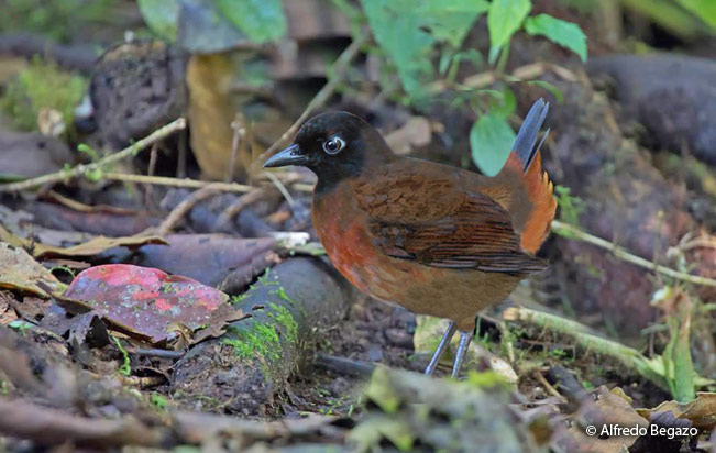 rufous-breasted-antthrush