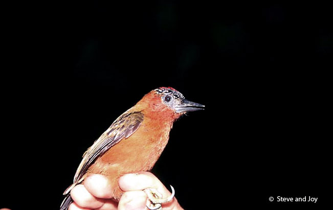 rufous-breasted-piculet