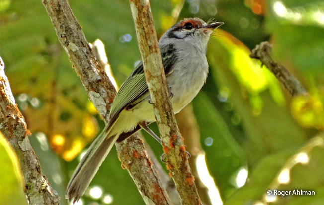 rufous-browned_tyrannulet