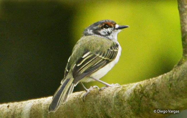 rufous-browned_tyrannulet