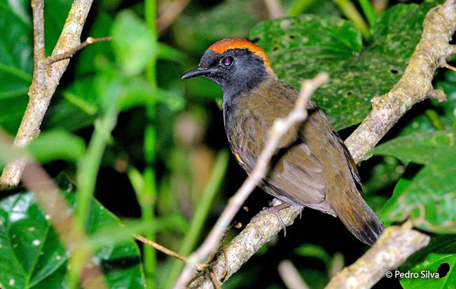 rufous-capped-antthrush