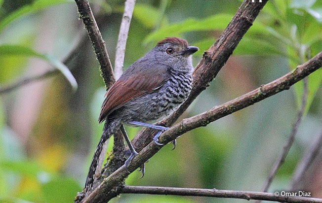 rufous-capped_antshrike