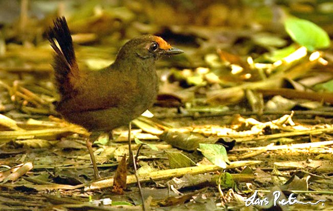rufous-fronted-antthrush