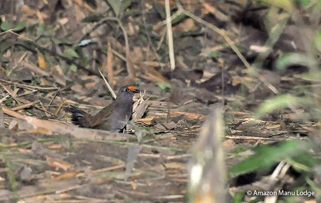 rufous-fronted-antthrush