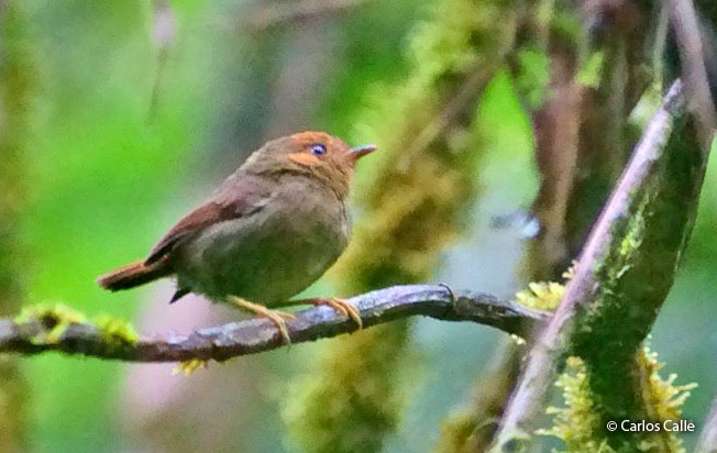 rufous-headed_pygmy-tyrant
