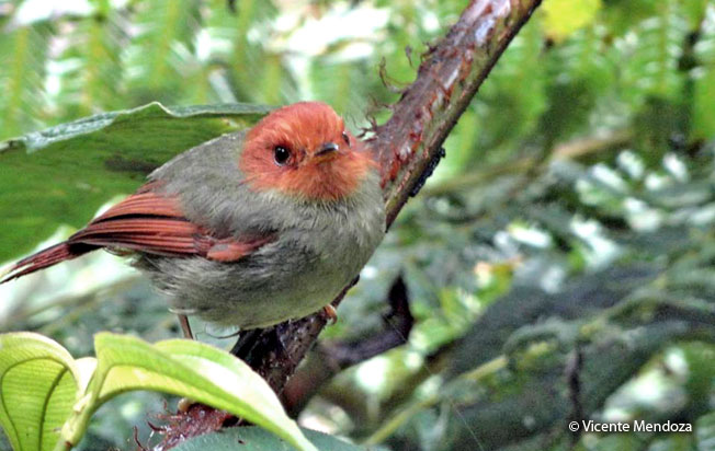 rufous-headed_pygmy-tyrant
