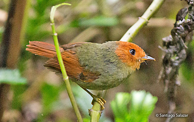 rufous-headed_pygmy-tyrant
