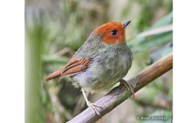 rufous-headed_pygmy-tyrant