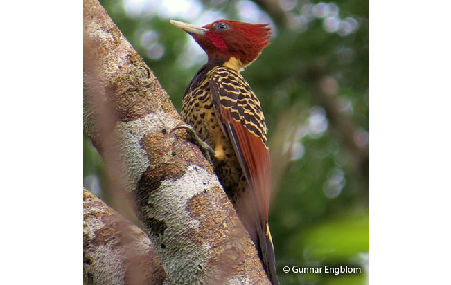 rufous-headed_woodpecker