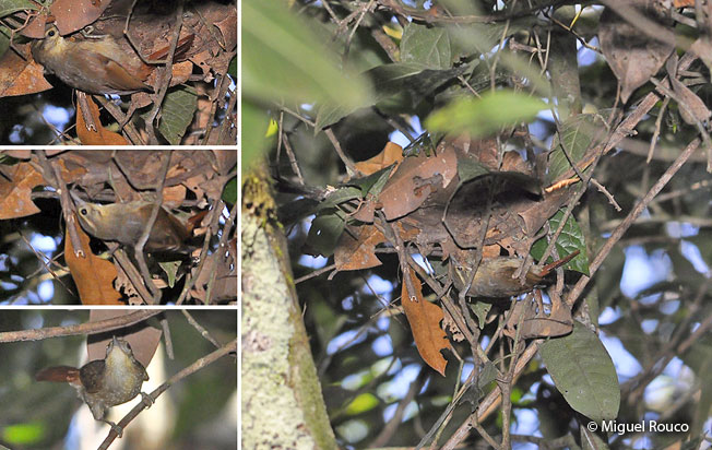 rufous-rumped_foliage-gleaner