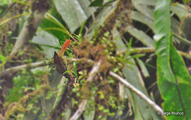 rufous-rumped_foliage-gleaner