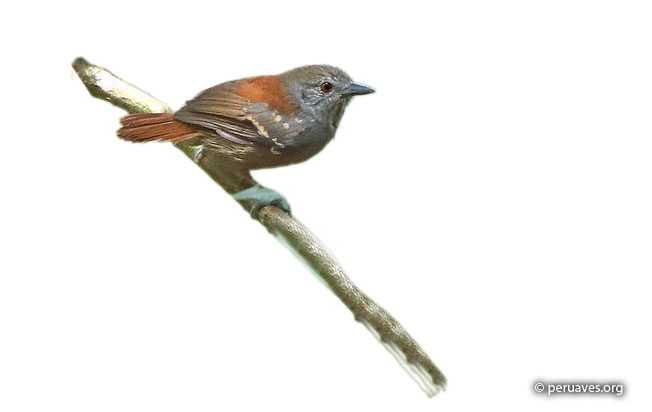 rufous-tailed_antbird