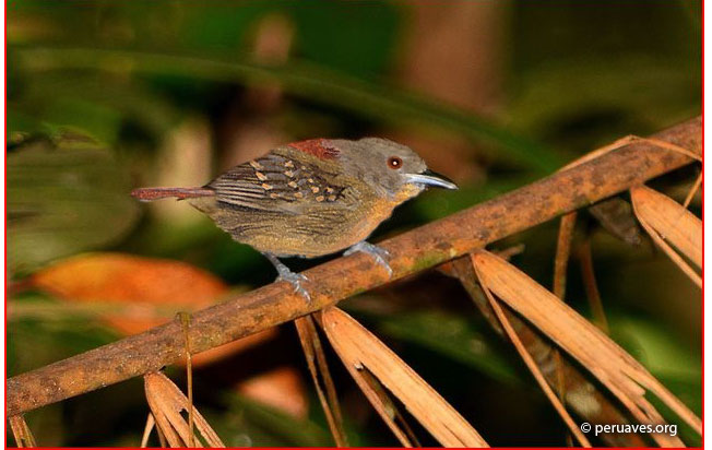rufous-tailed_antbird