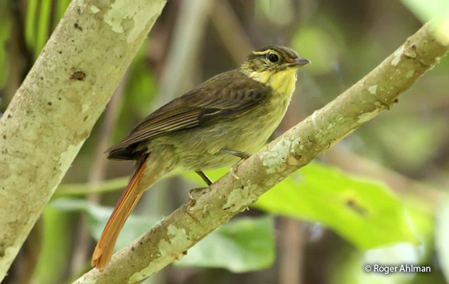 rufous-tailed_foliage-gleaner
