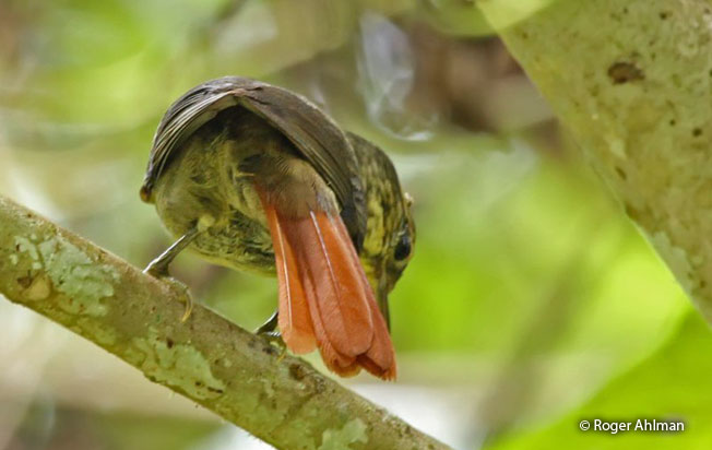 rufous-tailed_foliage-gleaner