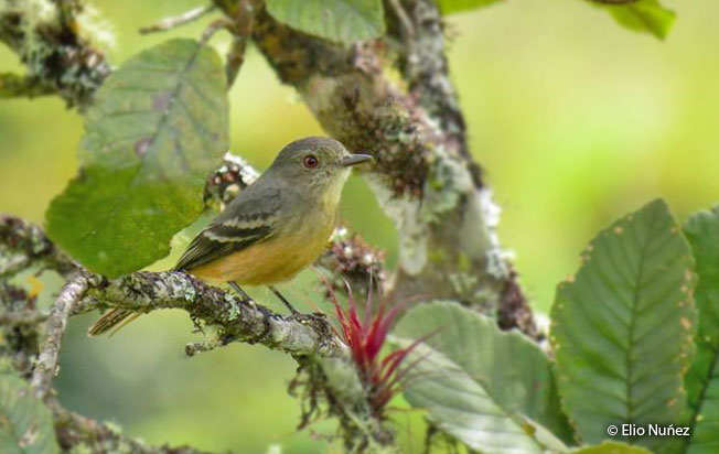 rufous-tailed_tyrant