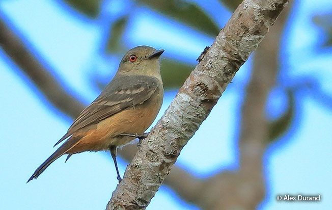 rufous-tailed_tyrant