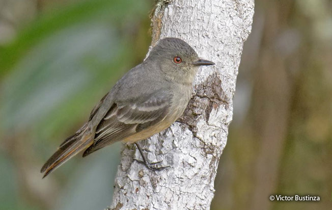 rufous-tailed_tyrant