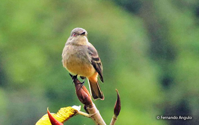 rufous-tailed_tyrant