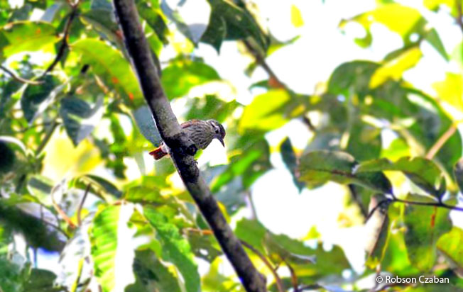 rufous-tailed_xenops