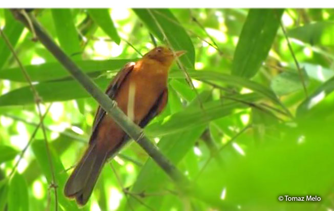 rufous-twistwing