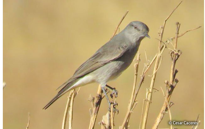 rufous-webbed_tyrant